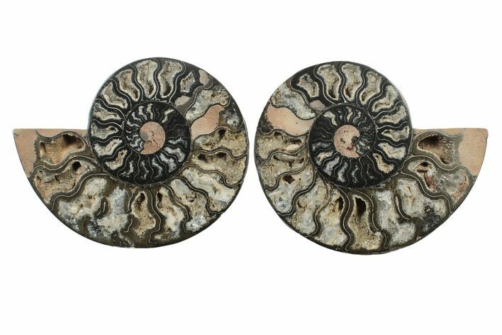 Cut & Polished Ammonite Fossil - Unusual Black Color #241506